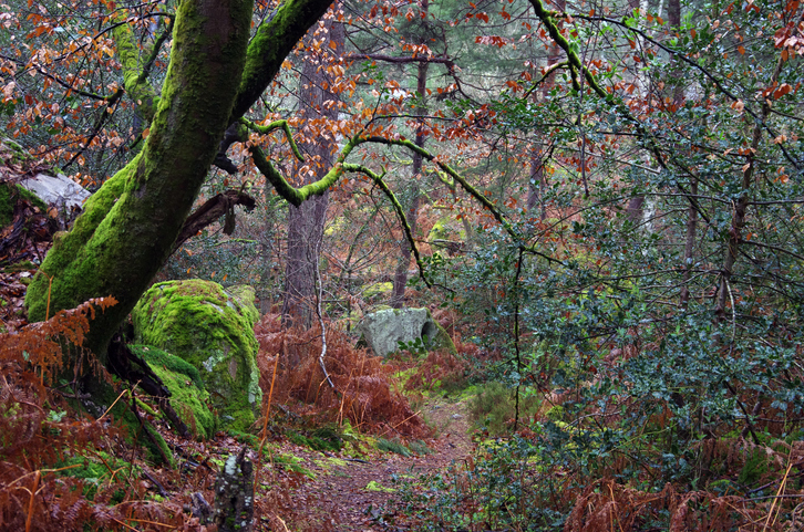 Région Île-de-France : acte 2 de la stratégie forêt et bois